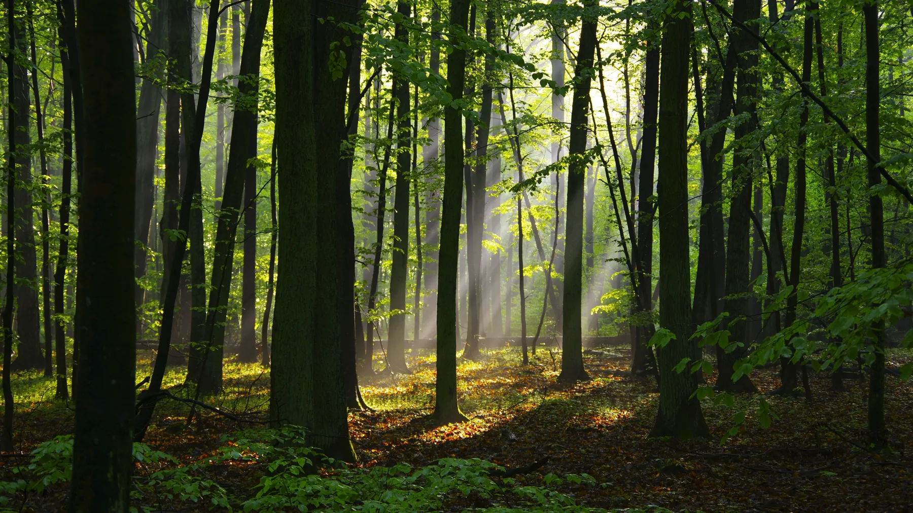 Sunlight opening through a dense green forest.